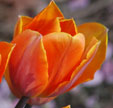 Tulipa 'Princesse Irène'