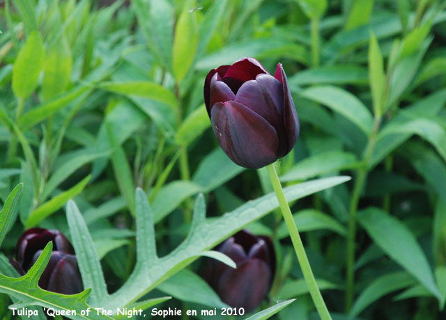 Tulipa 'Queen of the Night'