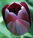 Tulipa 'Qieen of The Night'