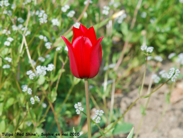 Tulipa 'Red Shine'