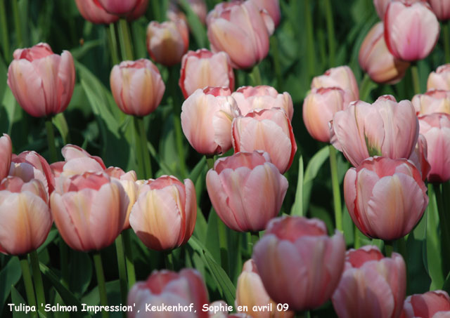 Tulipa 'Salmon Impression'