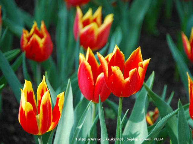 Tulipa schrenkii