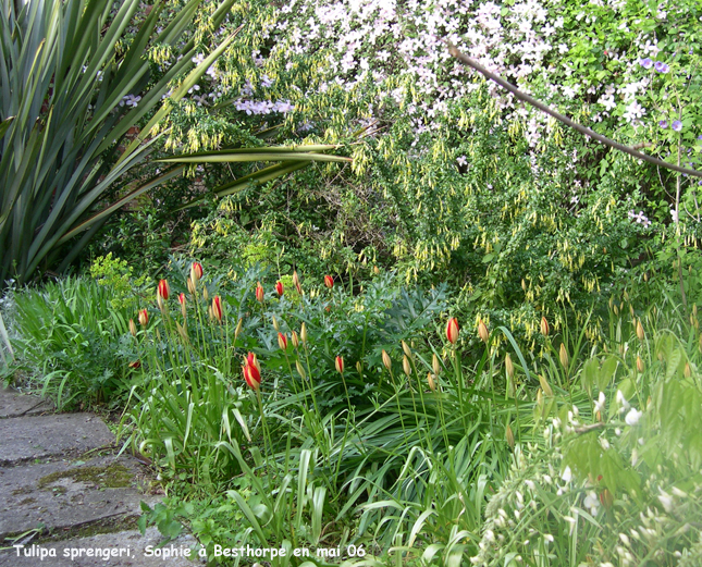 Tulipa sprengeri