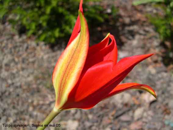 Tulipa sprengeri