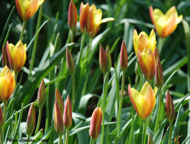 Tulipa 'Taco'