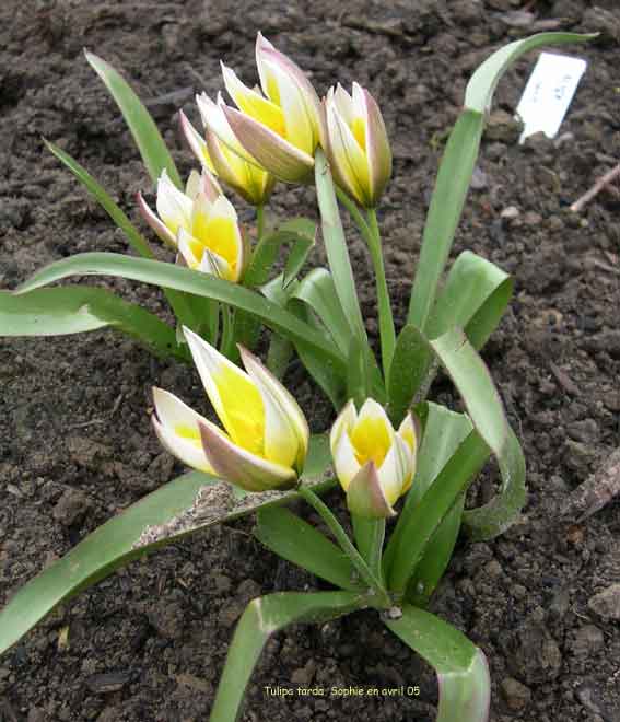 Tulipa tarda