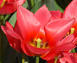 Tulipa 'Toronto'