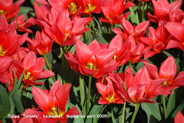 Tulipa 'Toronto'