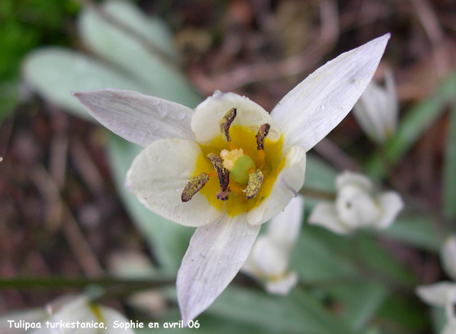 Tulipa turkestanica