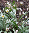 Tulipa turkestanica