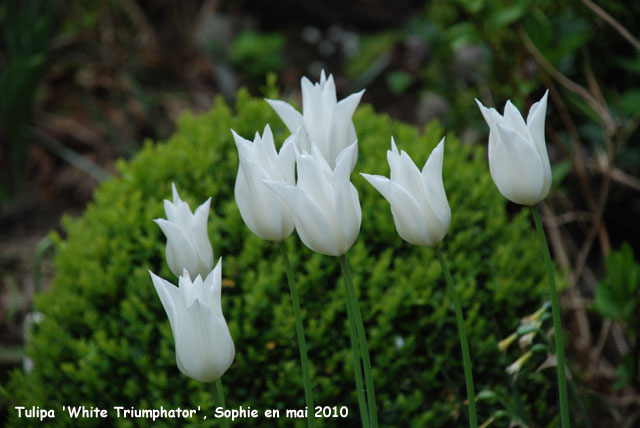 Tulipa 'White Triumphator'