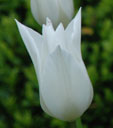 Tulipa 'White Triumphator