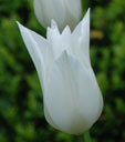 Tulipa 'White Triumphator'