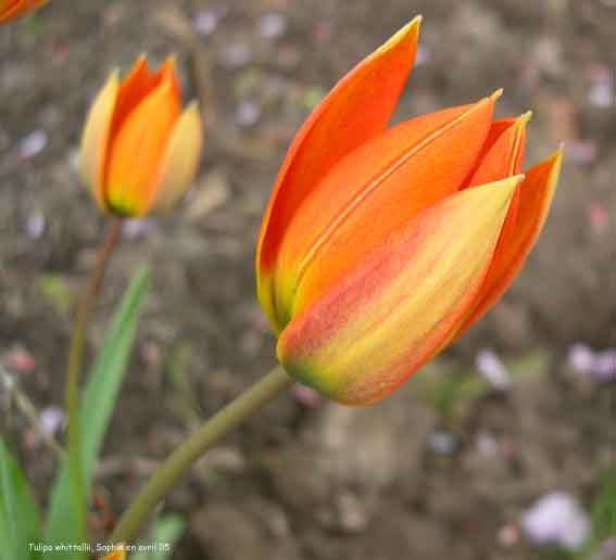 Tulipa whittallii