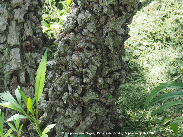 Ulmus parviflora 'Sagei'