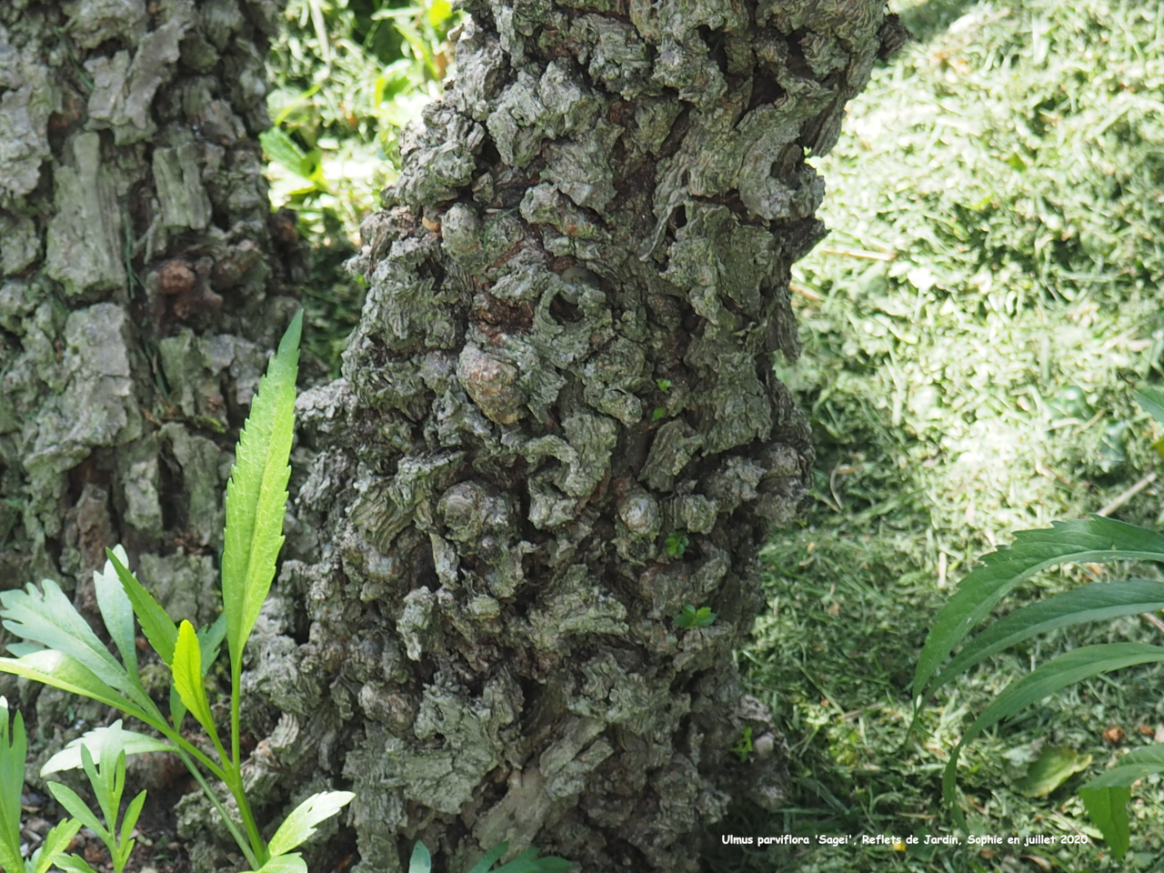 Ulmus parviflora 'Sagei'