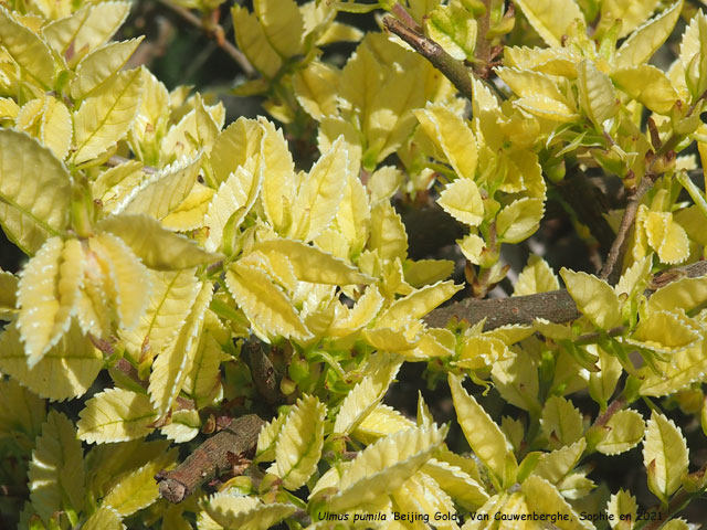 Ulmus pumila 'Beijing Gold'