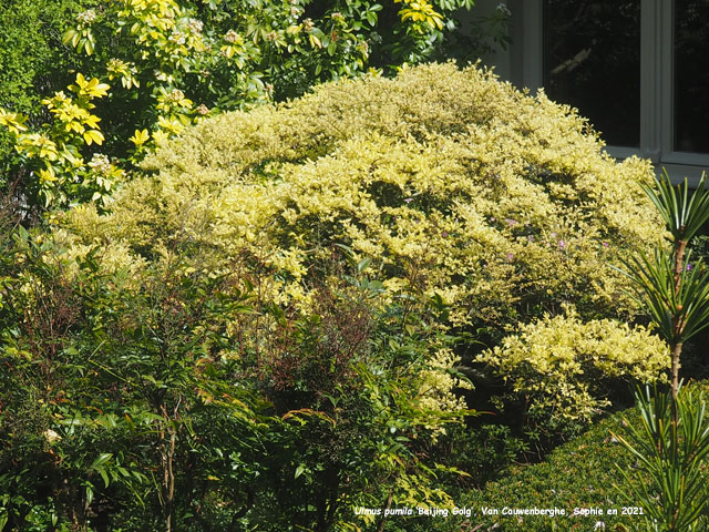 Ulmus pumila 'Beijing Gold'