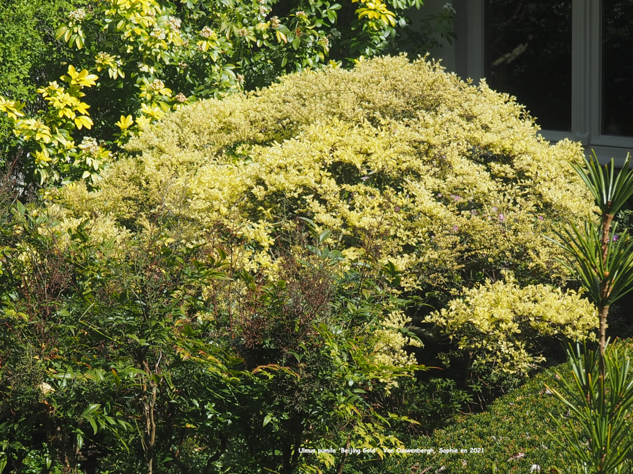 Ulmus pumila 'Beijing Gold'