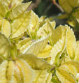 Ulmus parviflora ''Beijing Gold'