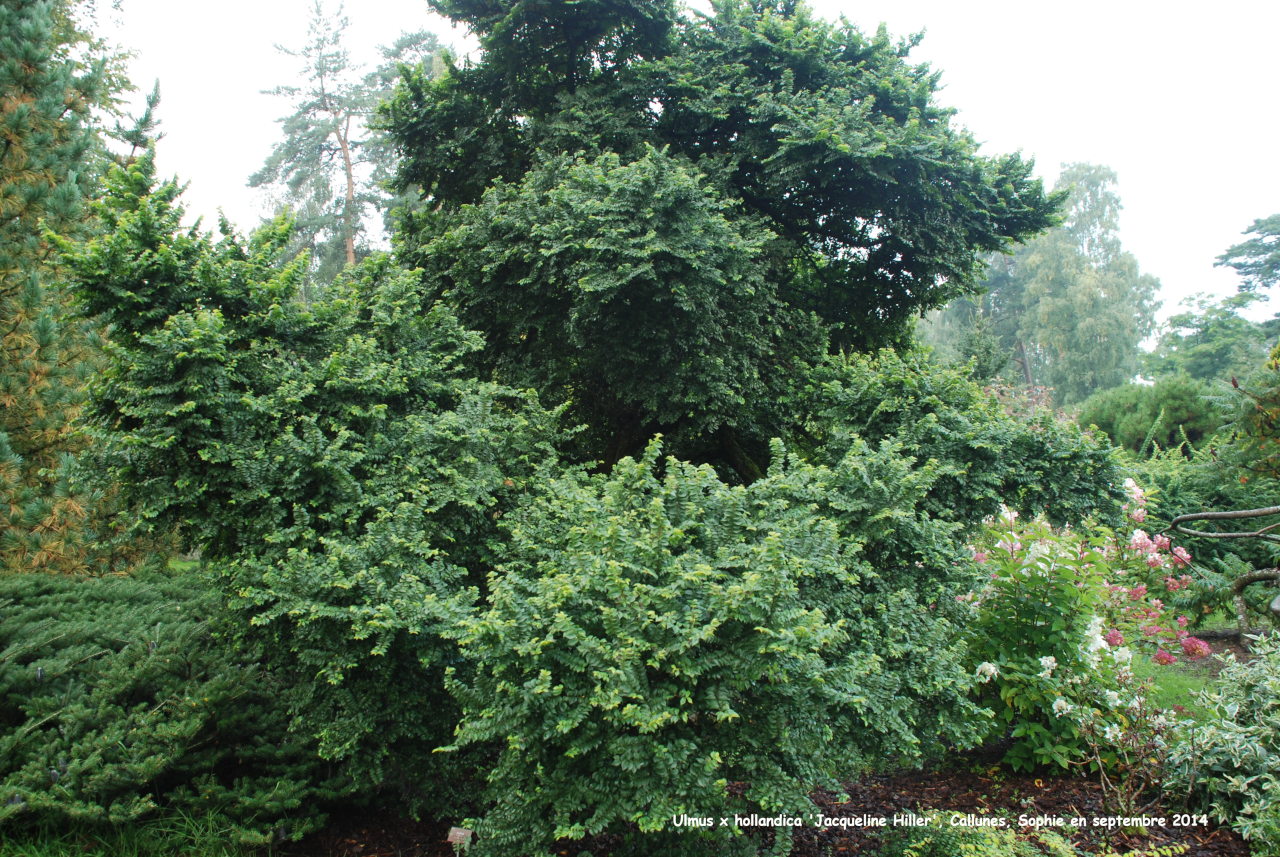 Ulmus x hollandica 'Jacqueline 'Hillier'