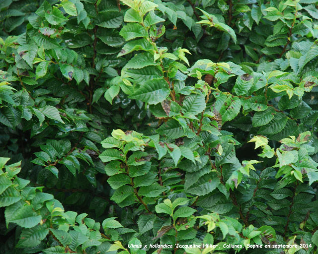 Ulmus x hollandica 'Jacqueline 'Hillier'