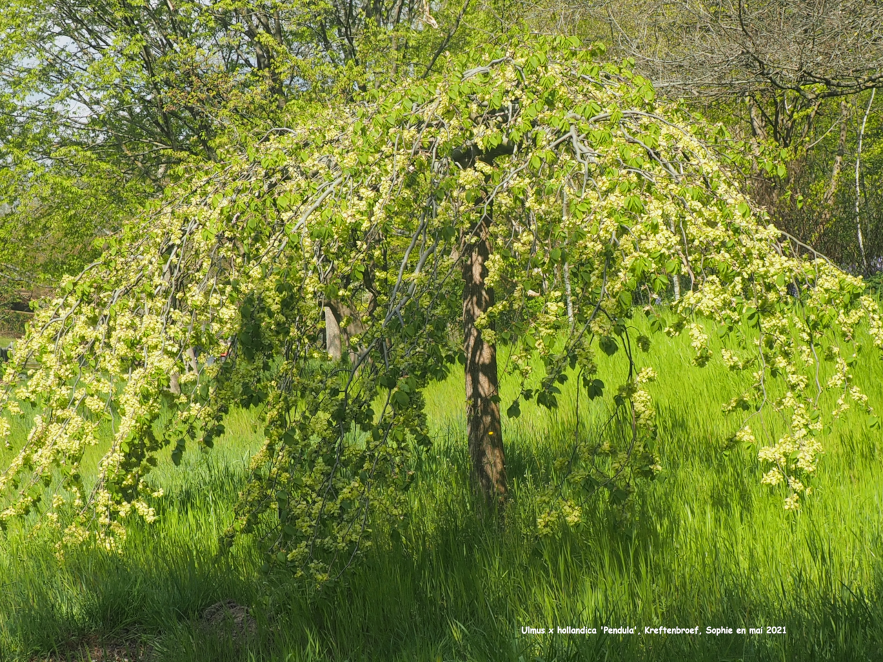 Ulmus x hollandica 'Pendula'