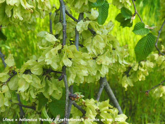 Ulmus x hollandica 'Pendula'