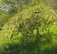 Ulmus x hollandica 'Pendula'