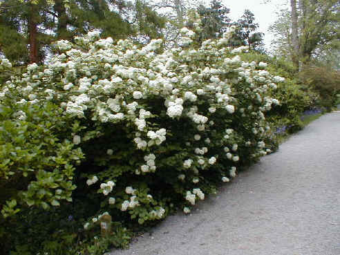 Viburnum plicatum 'Rotundifolium'