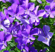 Viola 'Heaselands'