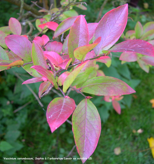 Vaccinium corymbosum