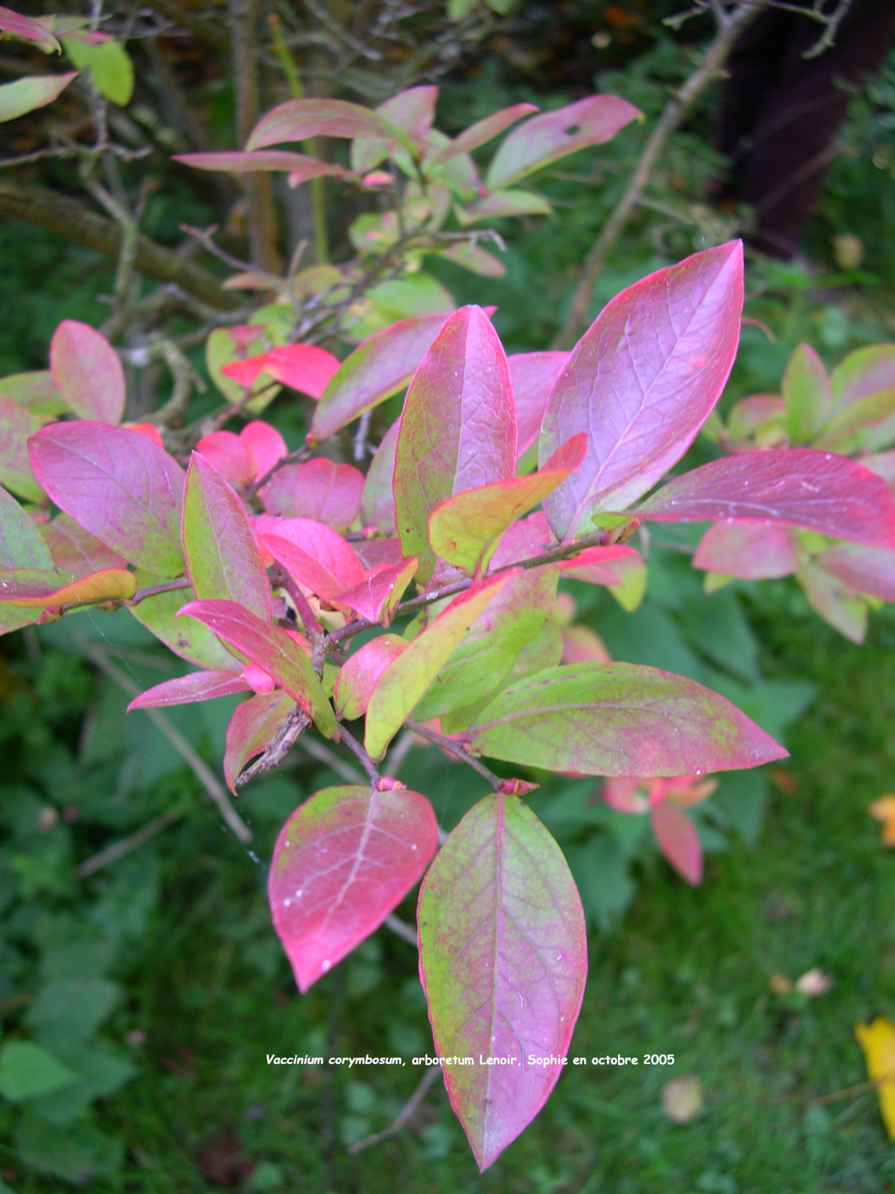 Vaccinium corymbosum