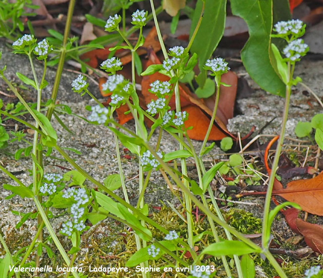 Valerianella locusta