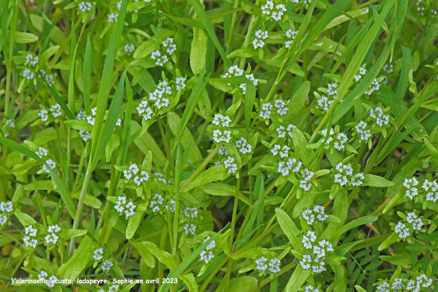 Valerianella locusta