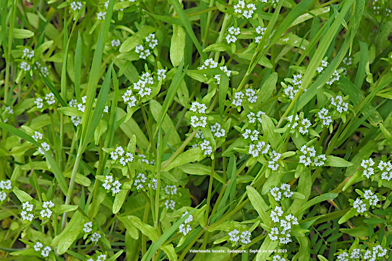 Valerianella locusta