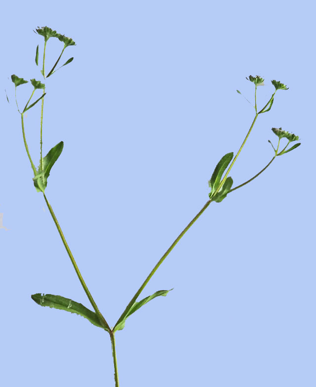 Valerianella locusta