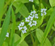 Valerianella locusta