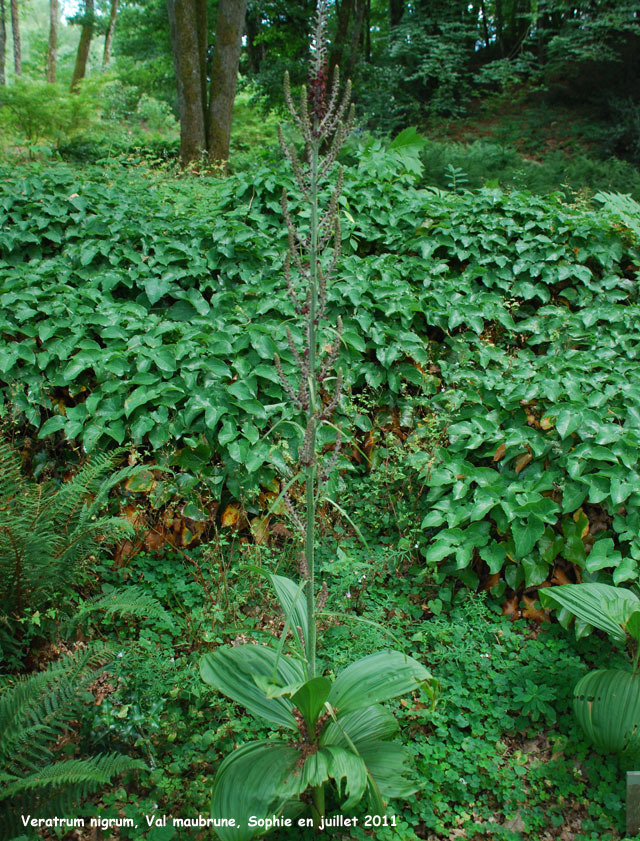 Veratrum nigrum