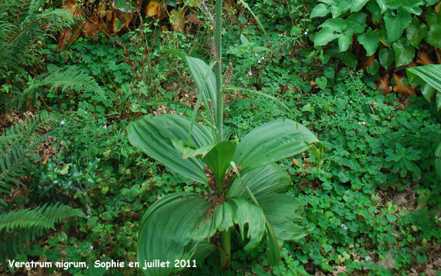 Veratrum nigrum