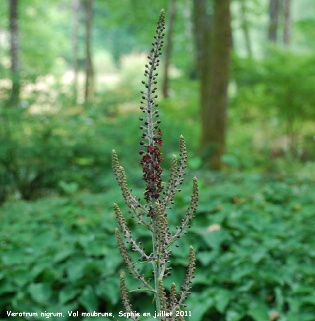 Veratrum nigrum