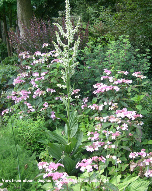 Veratrum album