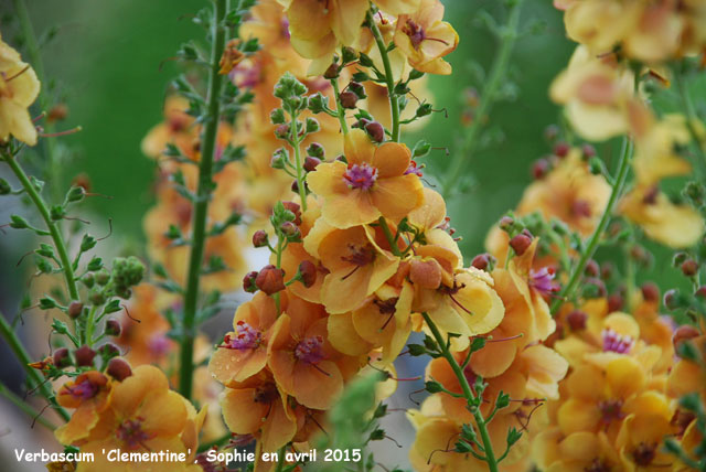 Verbascum 'Clementine''