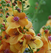 Verbascum 'Clementine'