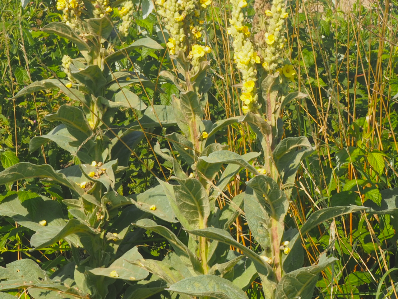 Verbascum densiflorum