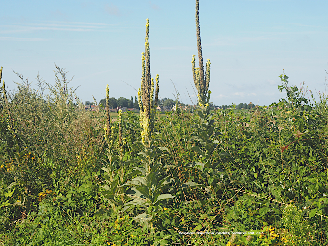 Verbascum densiflorum