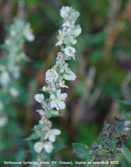 verbascum lychnitis