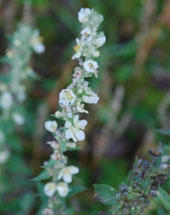 Verbascum lychnitis