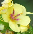 Verbascum nigrum