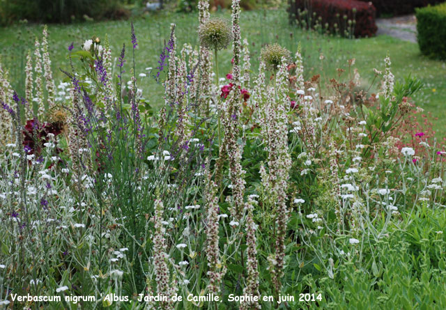 Verbascum nigrum 'Album'